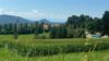 Wohnen im Grünen inklusive Schlossblick! KLEINE GARTENWOHNNG nähe Leibnitz in der Gemeinde St. Georgen an der Stiefing! - Ort 6